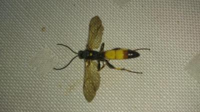 post-4220-0-25719000-1443506483_thumb.jp