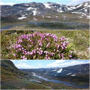 post-5141-0-42975200-1441823096_thumb.jp