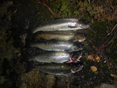 post-6295-0-42913100-1441274134_thumb.jp