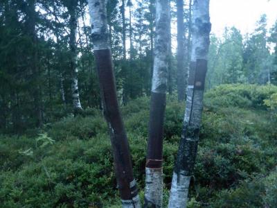 post-6295-0-92561600-1441280302_thumb.jp