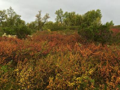 post-8457-0-70472100-1442668785_thumb.jp