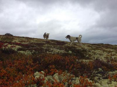 post-8457-0-81761800-1442668781_thumb.jp