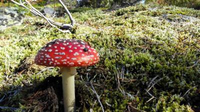 post-9055-0-25364800-1442673818_thumb.jp