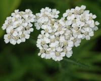 post-4220-0-51879000-1350023250_thumb.jp