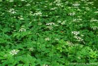 post-4220-0-90258100-1350024581_thumb.jp