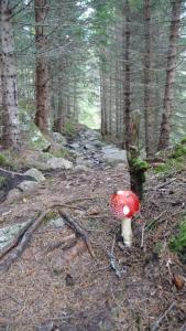 post-11774-0-41447300-1382306445_thumb.j