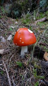 post-11774-0-58847800-1382306213_thumb.j