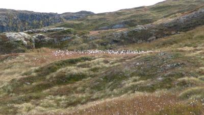 post-11774-0-76007600-1382305515_thumb.j