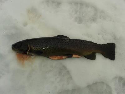 post-12978-0-79952500-1383162491_thumb.j