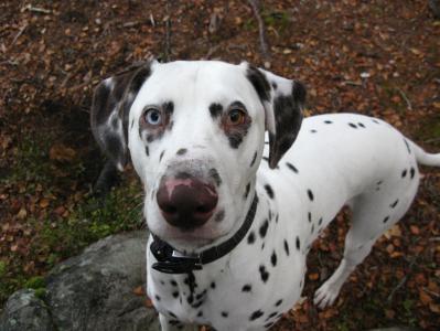 post-13234-0-09348100-1382877294_thumb.j