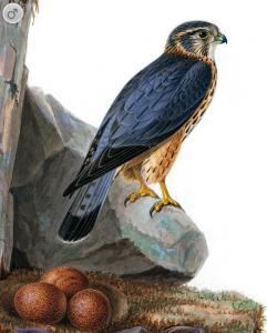 post-4220-0-98307400-1381907072_thumb.jp