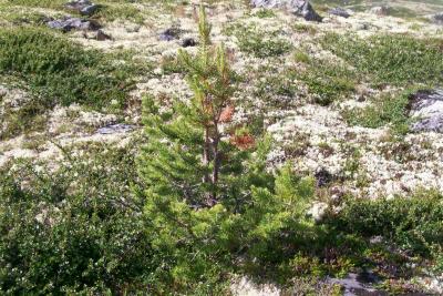 post-8184-0-67218900-1381513268_thumb.jp