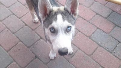 post-8488-0-02755900-1383236423_thumb.jp