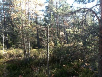 post-9055-0-68226500-1381673813_thumb.jp