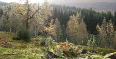 post-9939-0-17467900-1381168634_thumb.jp