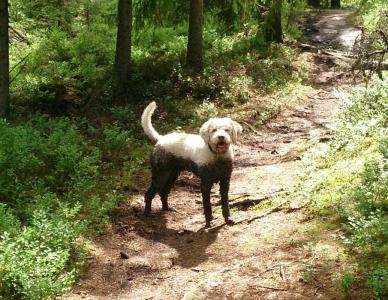 post-14478-0-31445100-1413716474_thumb.j