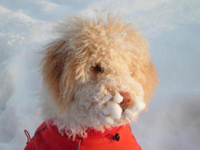 post-14478-0-69206200-1413716459_thumb.j