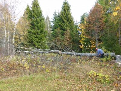 post-6295-0-40755400-1413576100_thumb.jp