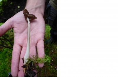 post-6295-0-83630300-1413578173_thumb.jp