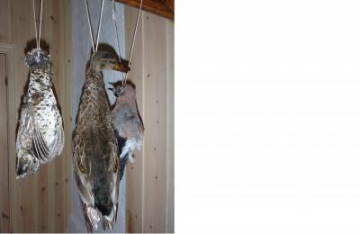 post-6295-0-88416200-1413578082_thumb.jp