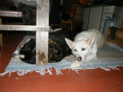 post-6663-0-12548900-1414123743_thumb.jp