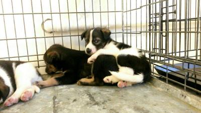 post-16828-0-83534300-1443687307_thumb.j