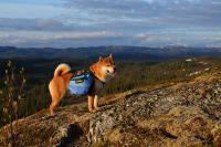 post-11185-0-40439900-1352325405_thumb.j