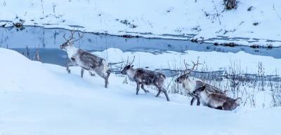 post-11252-0-62062300-1385063133_thumb.j