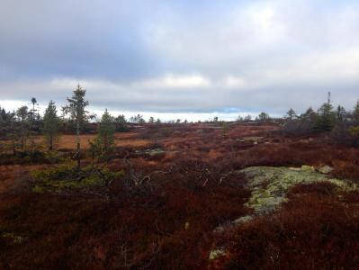 post-11521-0-93265100-1384861931_thumb.j