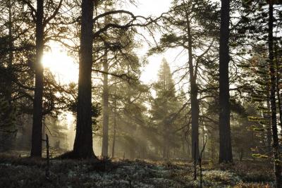 post-11925-0-03524500-1383415472_thumb.j