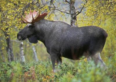 post-4016-0-26841800-1384544588_thumb.jp