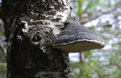 post-4220-0-05287700-1383894150_thumb.jp