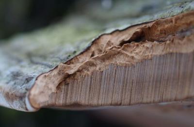 post-4220-0-80481500-1383894162_thumb.jp