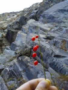 post-5304-0-63546800-1384544176_thumb.jp