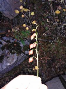 post-5304-0-94334000-1384544037_thumb.jp