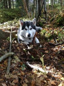 post-6441-0-45798900-1385141814_thumb.jp