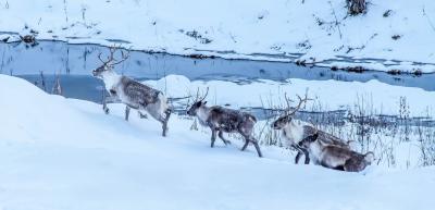 post-7957-0-24417400-1385493852_thumb.jp