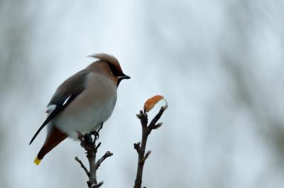 post-7957-0-92800200-1385493759_thumb.jp