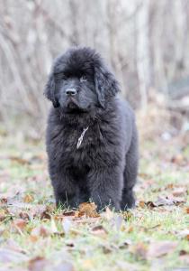 post-9107-0-59984600-1384095165_thumb.jp