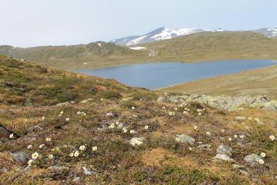 post-4016-0-20400700-1388496915_thumb.jp