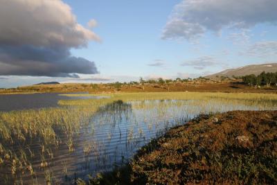 post-4016-0-68076600-1388498017_thumb.jp