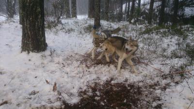 post-8488-0-76658200-1387113021_thumb.jp