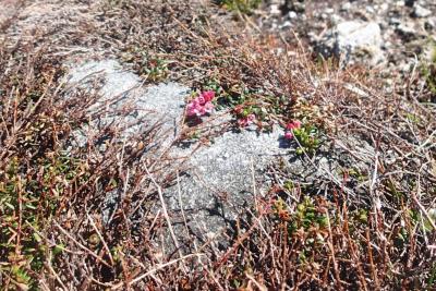 post-1073-0-67797000-1418207314_thumb.jp