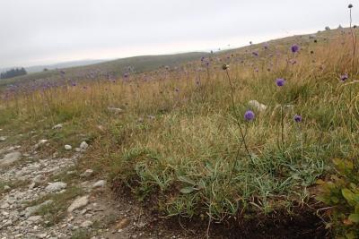 post-1073-0-80862500-1418207331_thumb.jp