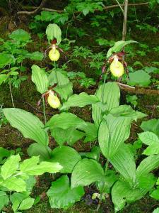 post-4220-0-98323400-1418257316_thumb.jp