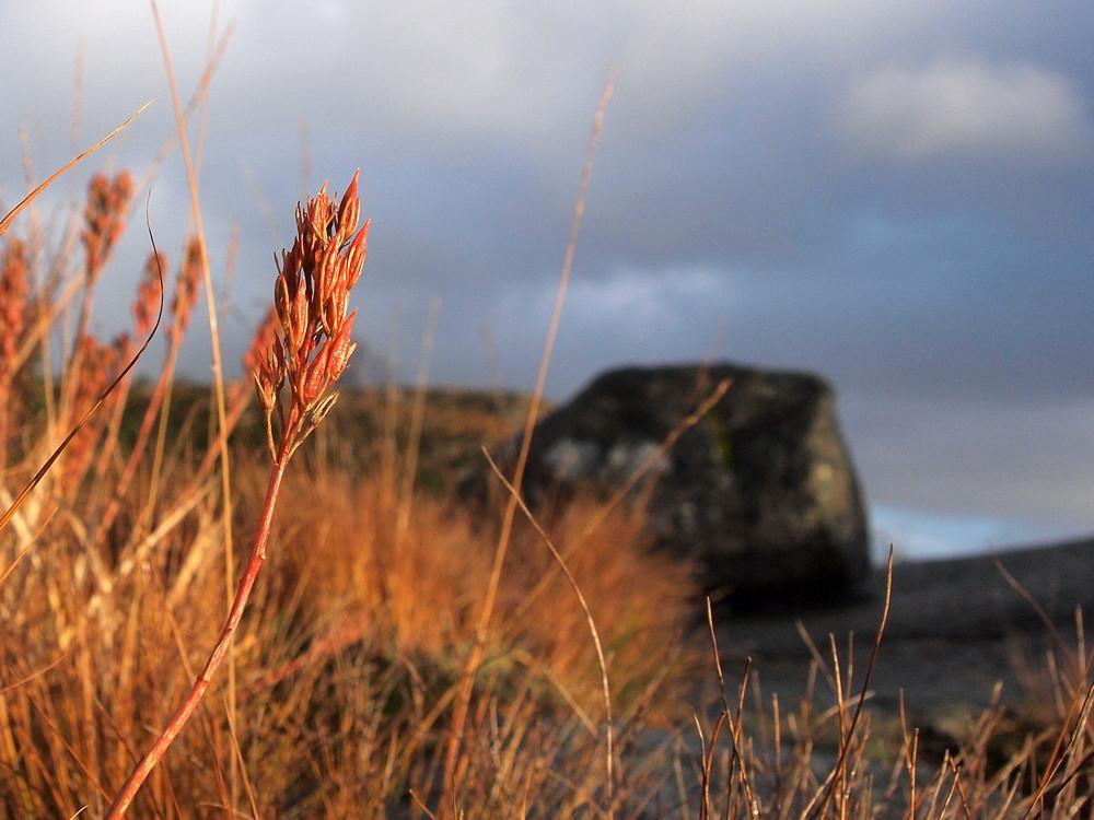 562d1954c566a_Rdt(PA250287).thumb.JPG.78