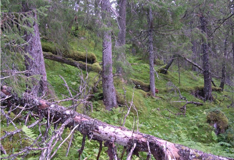 5634f4266dfa0_dd_ved.JPG.545ea1d5fce7d9e