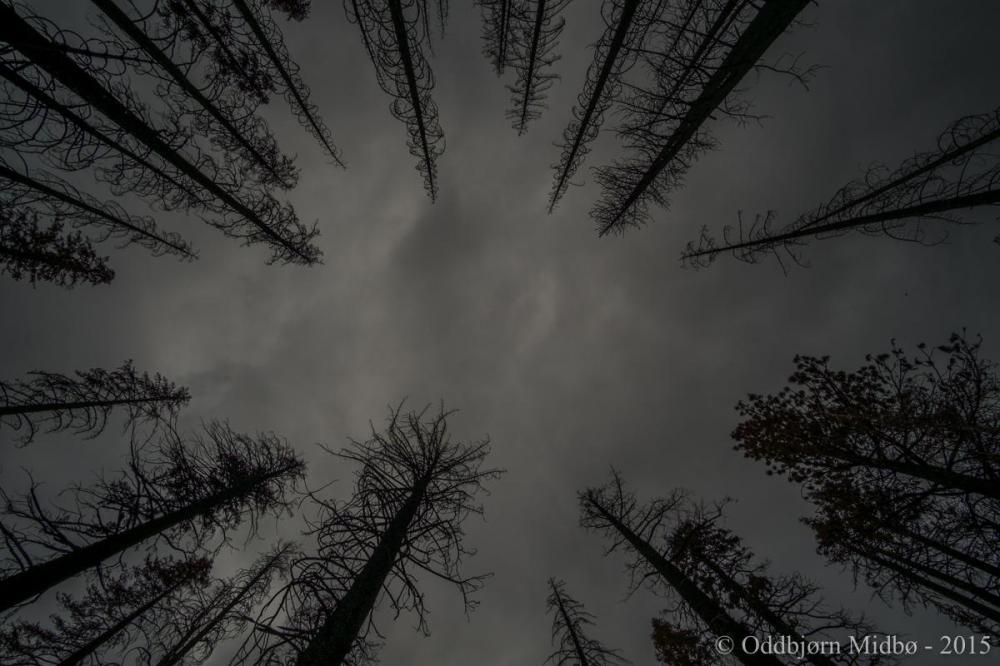 Dag3-4601.thumb.jpg.8154ad6daa8ef22d120c