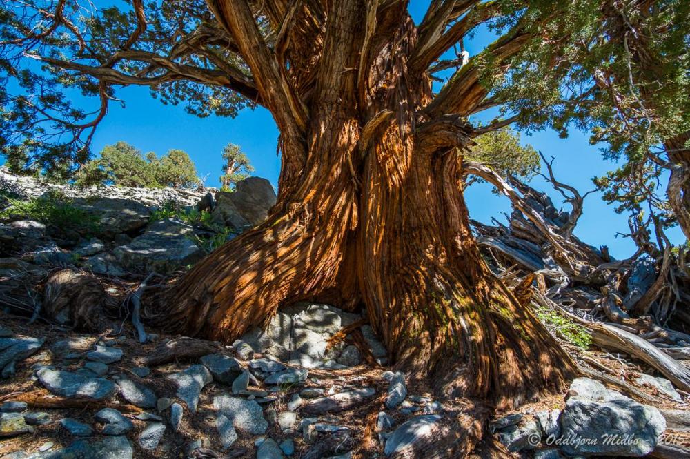 HighSierra-4270.thumb.jpg.de8f716c1941df