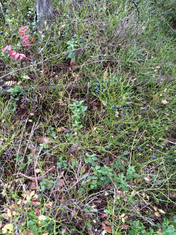 IMG_0073.thumb.jpg.5a89875a9b7947589ab0e